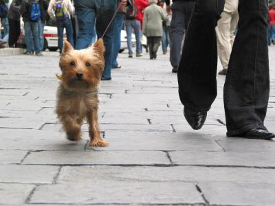 v3/23/561023/3/44092805.dogsfeet2139.jpg