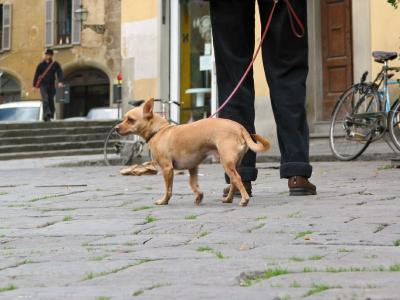 v3/23/561023/3/44092810.dogsfeet2178.jpg