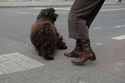 v3/23/561023/3/44142431.dogsfeet3006.jpg