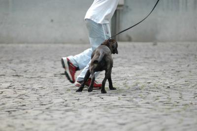 Dogs and Their Shoes ...