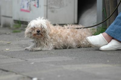v3/23/561023/3/44142439.dogsfeet3188.jpg