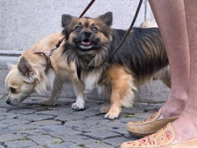 Leather-Embroidered-CHIHUAHUA-(1107.JPG)