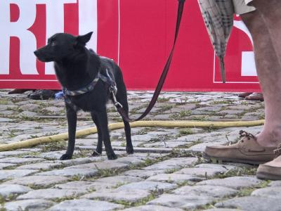 DOCKS-?SCHIPPERKE?-(1271'.JPG)