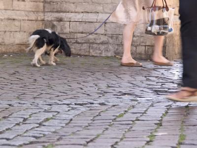 v3/23/561023/3/44145070.dogsfeet1494.jpg