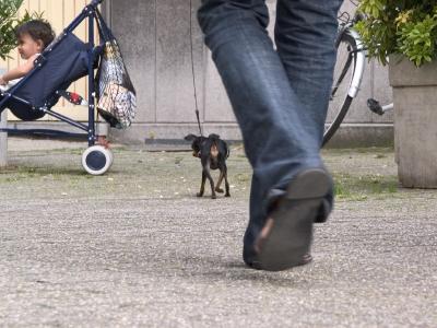 v3/23/561023/3/44145073.dogsfeet1537.jpg