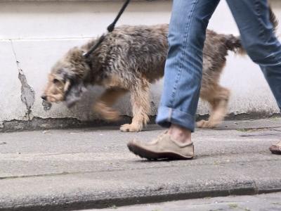 v3/23/561023/3/44145074.dogsfeet1557.jpg