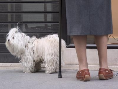v3/23/561023/3/44145085.dogsfeet558.jpg