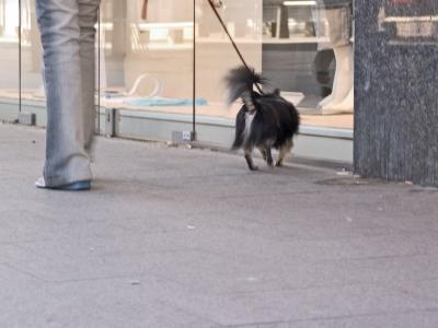 Blauw-DWERG SPITS.-(844'.JPG)