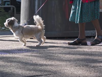 v3/23/561023/3/44145092.dogsfeet848.jpg