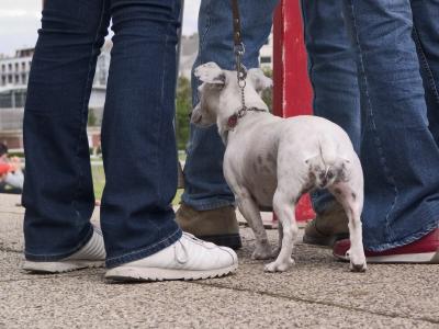 v3/23/561023/3/44252956.dogsfeet675.jpg