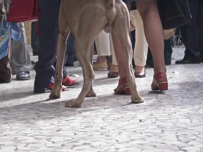 Weimaraners or Ladies Legs ?