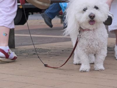 Poodle girl in red and white 
