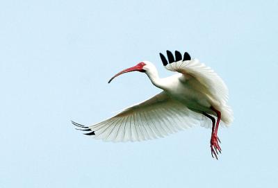 Ibis Flight 3.jpg