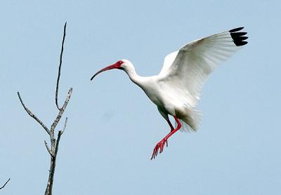 Ibis Flight 4.jpg