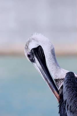 Pelican 283