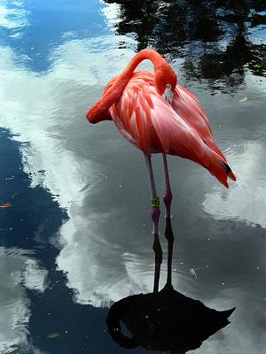 v3/23/570523/3/45256545.junglegardenoct0904b029.jpg