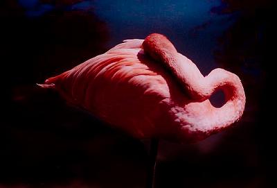Pretty Pink 1.jpg
