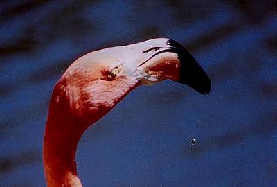 Pretty Pink 3.jpg