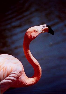 Pretty Pink 5.jpg