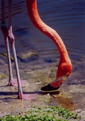Pretty Pink 6.jpg
