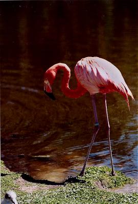 Pretty Pink 7.jpg