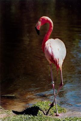 v3/23/570523/3/45270636.PrettyPink8.jpg