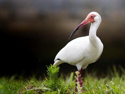 Ibis 389.jpg