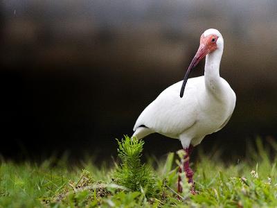 Ibis 488.jpg