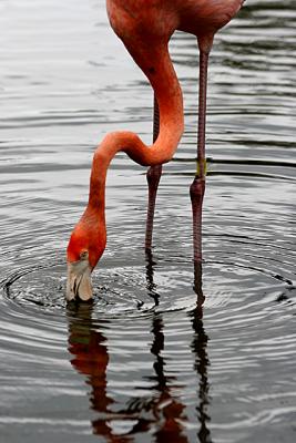 Flamingo Reflectin 3.jpg