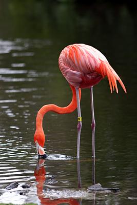Flamingo Reflection 2.jpg