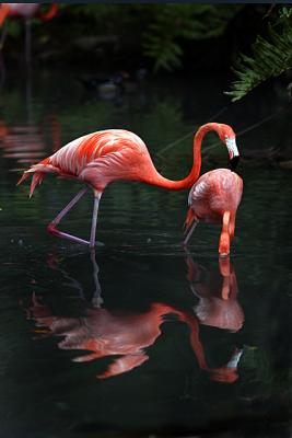 v3/23/570523/3/50014265.FlamingoReflection4.jpg