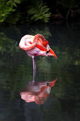 Flamingo Reflection 7.jpg