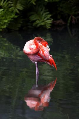 v3/23/570523/3/50014268.FlamingoReflection8.jpg