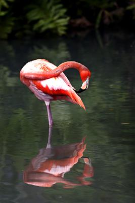 Flamingo Reflections 6.jpg