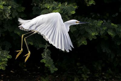 Egret Flight 883.jpg