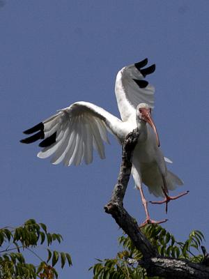 IBIS I COULD FLY