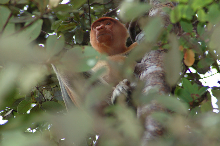 Proboscis female