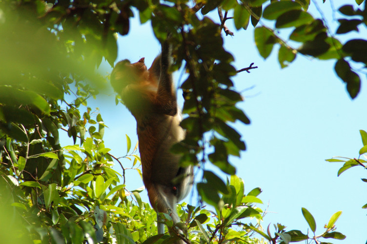 Proboscis female