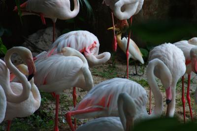 Nap (KL birdpark)