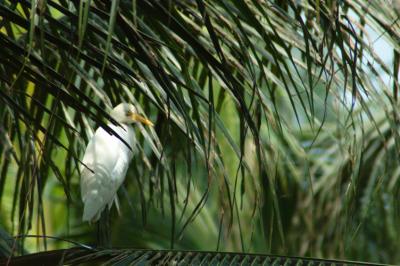 (KL birdpark)