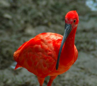 Bright (KL birdpark)