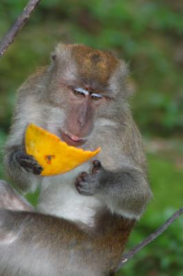 v3/23/577823/3/46291240.MonkeysDSC_6025.jpg