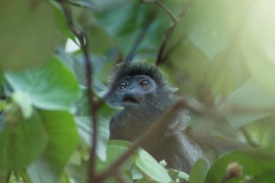 Leaf monkey