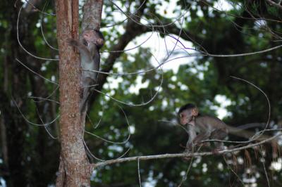 v3/23/577823/3/46291242.MonkeysDSC_6581.jpg