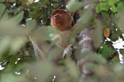 Proboscis female