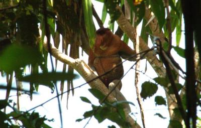 Proboscis male