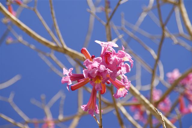 Pretty in pink!