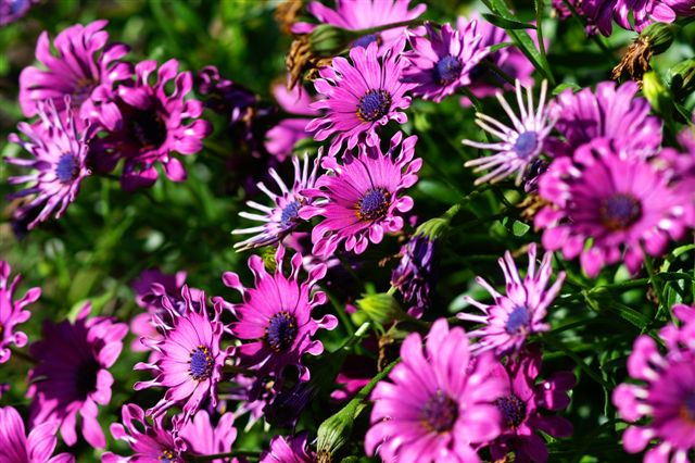 Lots of curly leaved daisies