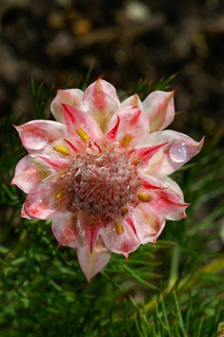 Protea