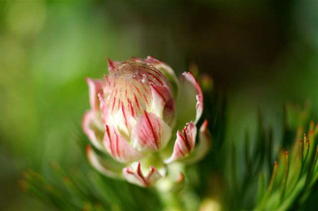 Protea